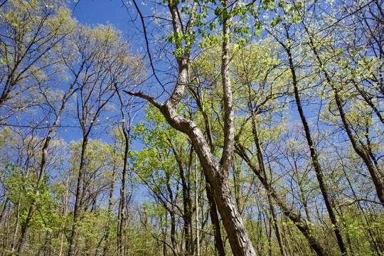 1 Whiteoak Swamps Road Dunlap, TN 37327 - Photo 13 of 48 Gallery Image 13