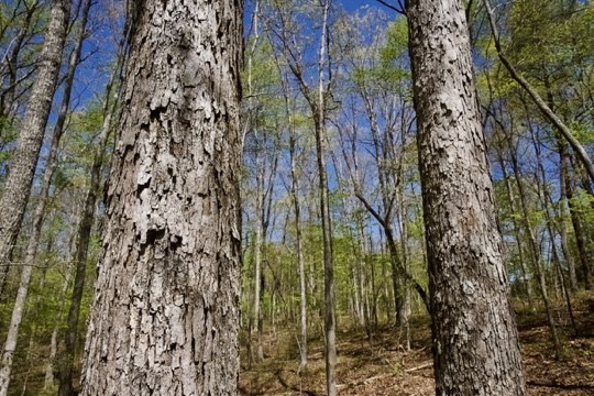 1 Whiteoak Swamps Road Dunlap, TN 37327 - Photo 14 of 48 Gallery Image 14