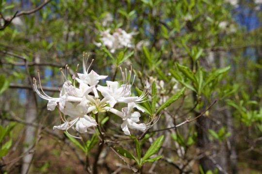 1 Whiteoak Swamps Road Dunlap, TN 37327 - Photo 15 of 48 Gallery Image 15