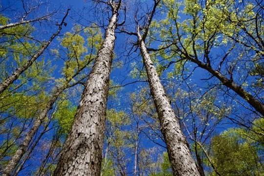 1 Whiteoak Swamps Road Dunlap, TN 37327 - Photo 16 of 48 Gallery Image 16