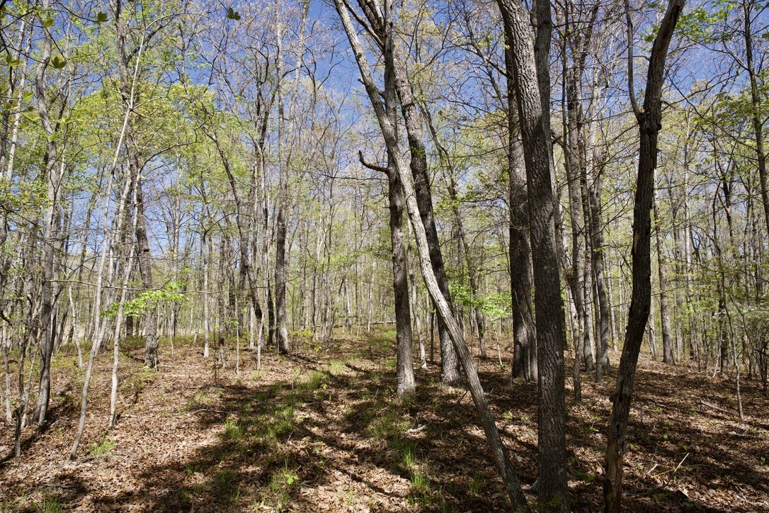 1 Whiteoak Swamps Road Dunlap, TN 37327 - Photo 17 of 48 Gallery Image 17