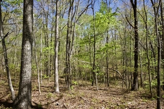 1 Whiteoak Swamps Road Dunlap, TN 37327 - Photo 19 of 48 Gallery Image 19