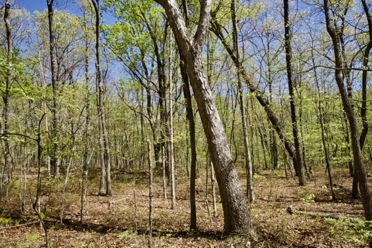 1 Whiteoak Swamps Road Dunlap, TN 37327 - Photo 2 of 48 Gallery Image 2