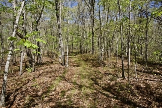1 Whiteoak Swamps Road Dunlap, TN 37327 - Photo 21 of 48 Gallery Image 21
