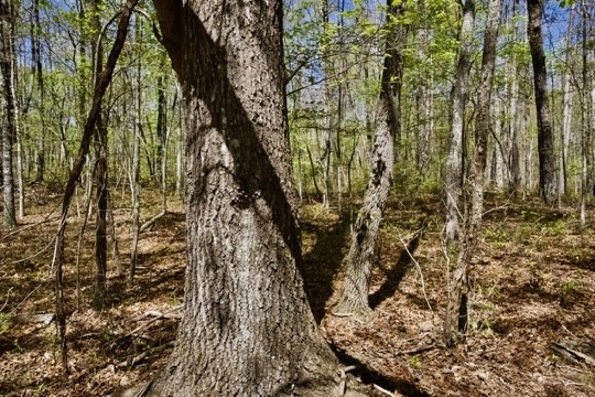 1 Whiteoak Swamps Road Dunlap, TN 37327 - Photo 22 of 48 Gallery Image 22