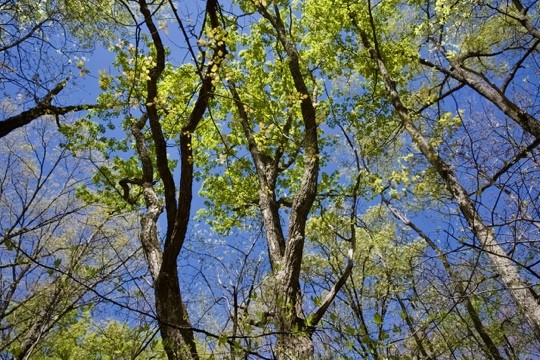 1 Whiteoak Swamps Road Dunlap, TN 37327 - Photo 26 of 48 Gallery Image 26
