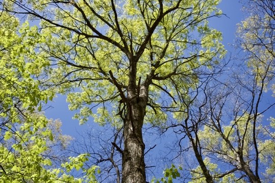 1 Whiteoak Swamps Road Dunlap, TN 37327 - Photo 27 of 48 Gallery Image 27
