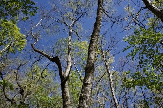 1 Whiteoak Swamps Road Dunlap, TN 37327 - Photo 28 of 48 Gallery Image 28