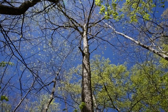 1 Whiteoak Swamps Road Dunlap, TN 37327 - Photo 30 of 48 Gallery Image 30