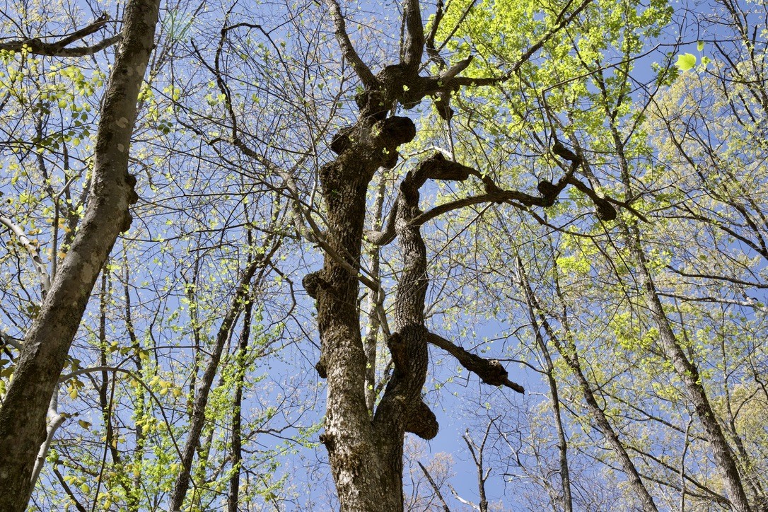 1 Whiteoak Swamps Road Dunlap, TN 37327 - Photo 3 of 48 Gallery Image 3