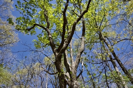1 Whiteoak Swamps Road Dunlap, TN 37327 - Photo 31 of 48 Gallery Image 31