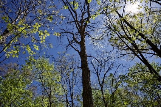 1 Whiteoak Swamps Road Dunlap, TN 37327 - Photo 32 of 48 Gallery Image 32