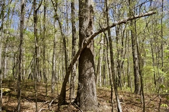 1 Whiteoak Swamps Road Dunlap, TN 37327 - Photo 34 of 48 Gallery Image 34