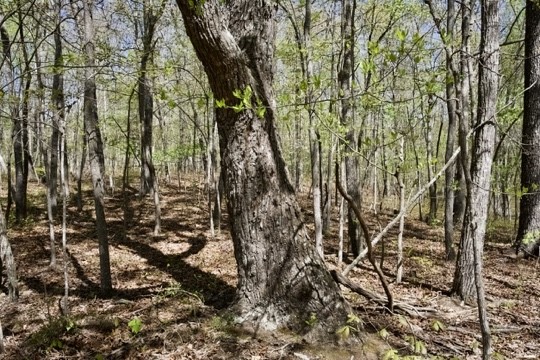 1 Whiteoak Swamps Road Dunlap, TN 37327 - Photo 35 of 48 Gallery Image 35
