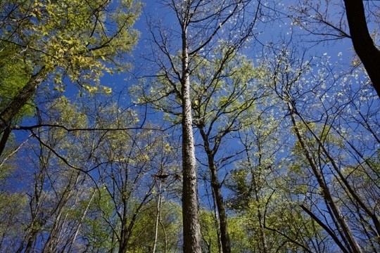 1 Whiteoak Swamps Road Dunlap, TN 37327 - Photo 36 of 48 Gallery Image 36