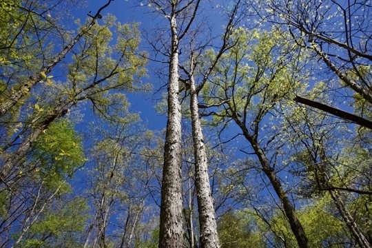 1 Whiteoak Swamps Road Dunlap, TN 37327 - Photo 37 of 48 Gallery Image 37