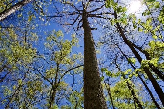 1 Whiteoak Swamps Road Dunlap, TN 37327 - Photo 38 of 48 Gallery Image 38