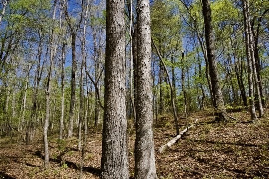 1 Whiteoak Swamps Road Dunlap, TN 37327 - Photo 40 of 48 Gallery Image 40