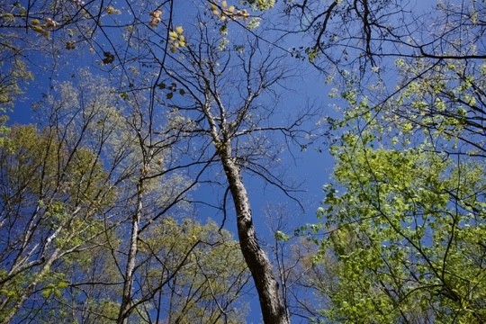 1 Whiteoak Swamps Road Dunlap, TN 37327 - Photo 4 of 48 Gallery Image 4