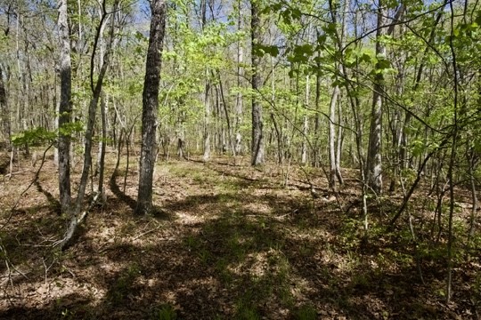 1 Whiteoak Swamps Road Dunlap, TN 37327 - Photo 42 of 48 Gallery Image 42