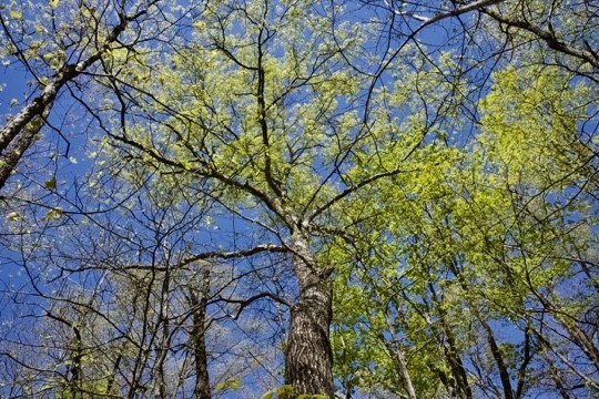 1 Whiteoak Swamps Road Dunlap, TN 37327 - Photo 43 of 48 Gallery Image 43
