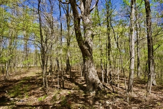 1 Whiteoak Swamps Road Dunlap, TN 37327 - Photo 45 of 48 Gallery Image 45