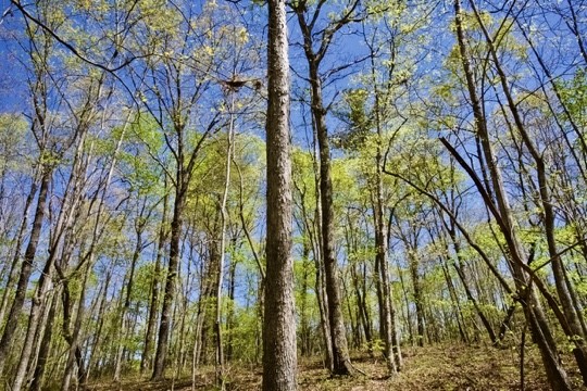 1 Whiteoak Swamps Road Dunlap, TN 37327 - Photo 46 of 48 Gallery Image 46