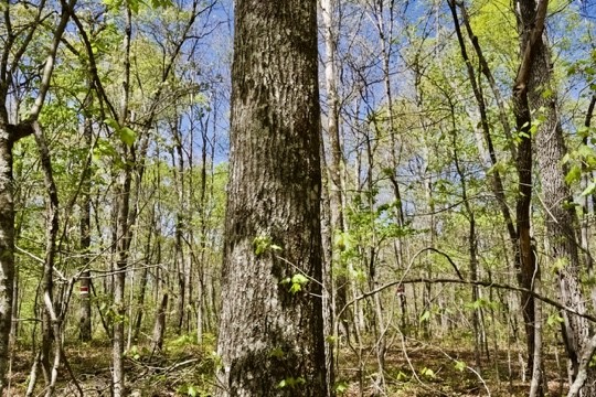 1 Whiteoak Swamps Road Dunlap, TN 37327 - Photo 47 of 48 Gallery Image 47