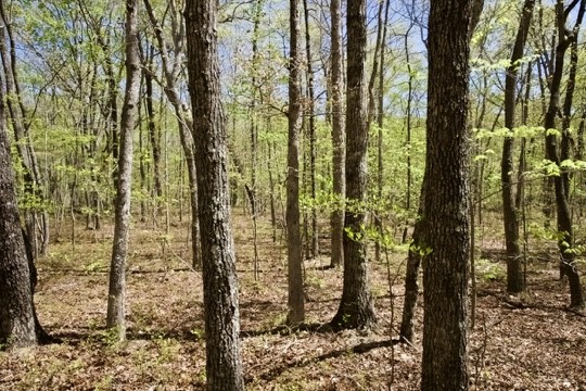 1 Whiteoak Swamps Road Dunlap, TN 37327 - Photo 6 of 48 Gallery Image 6