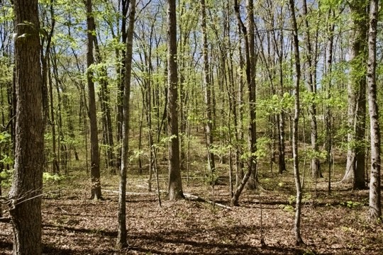 1 Whiteoak Swamps Road Dunlap, TN 37327 - Photo 7 of 48 Gallery Image 7