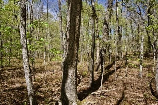 1 Whiteoak Swamps Road Dunlap, TN 37327 - Photo 8 of 48 Gallery Image 8