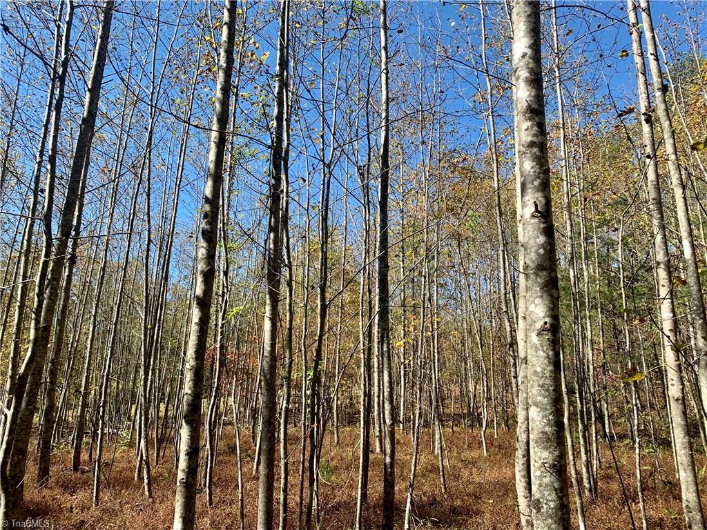 1664 Mission Road Danbury, NC 27016 - Photo 3 of 30