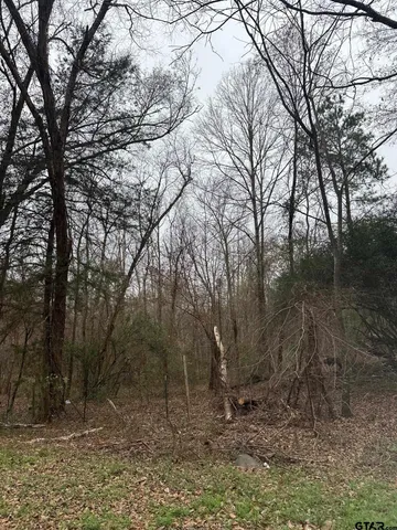 a view of a forest filled with trees