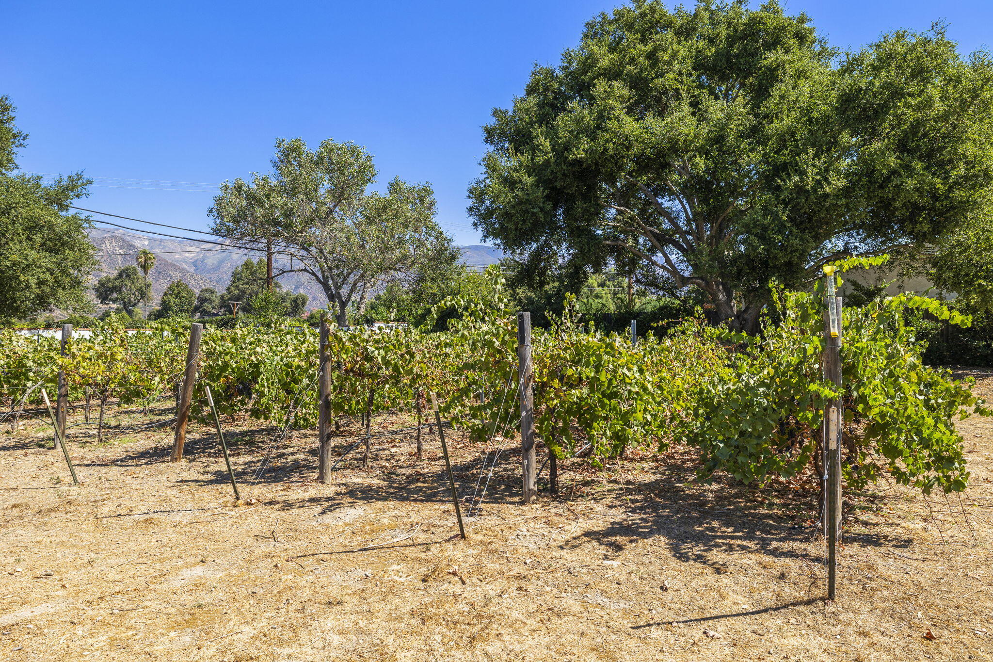 202 Boardman Road Ojai, CA 93023 - Photo 33 of 43 Vines