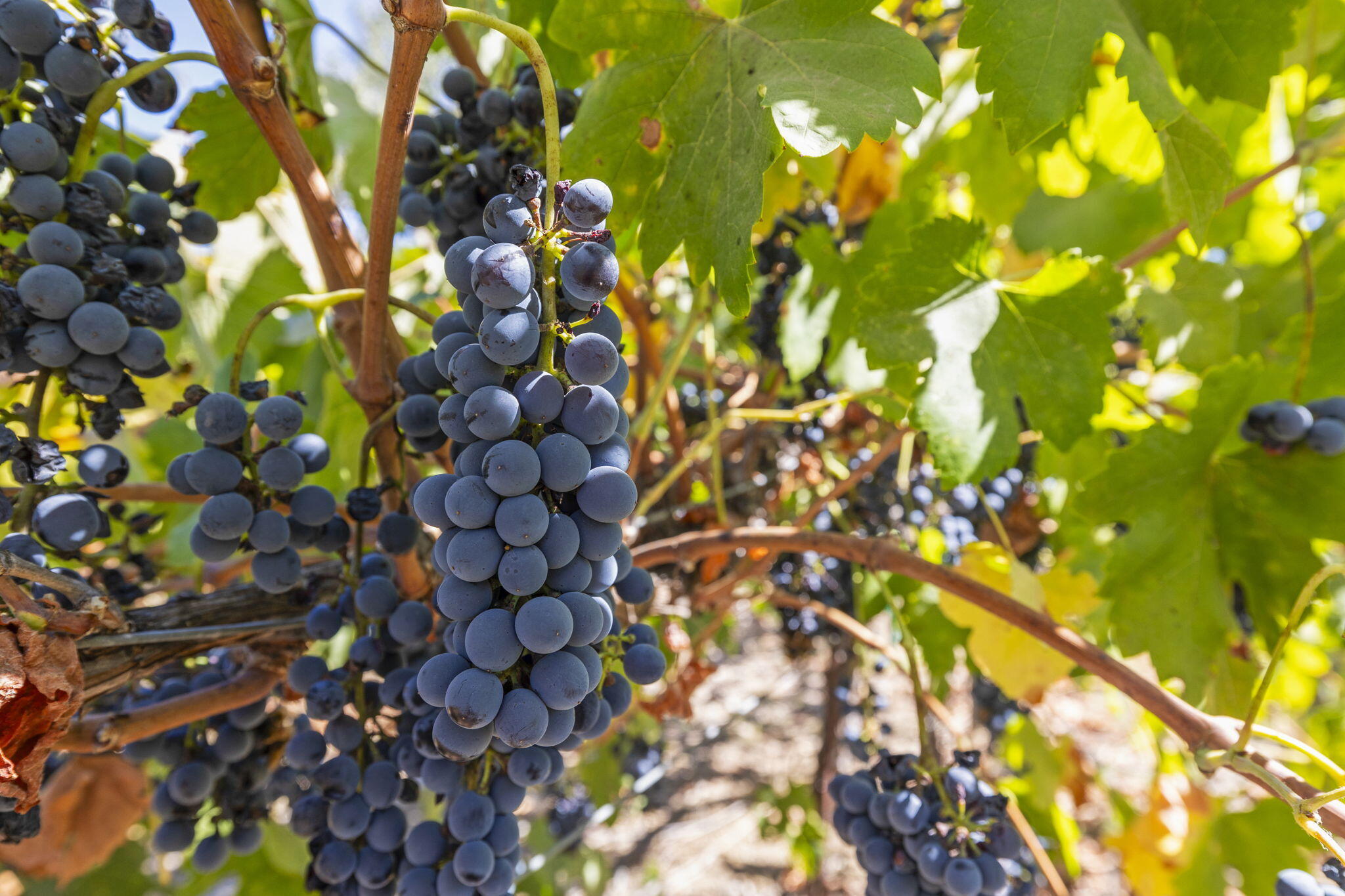 202 Boardman Road Ojai, CA 93023 - Photo 34 of 43 Syrah anyone?