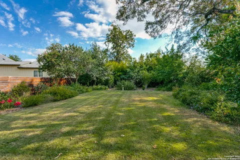 a view of a garden with plants and large trees