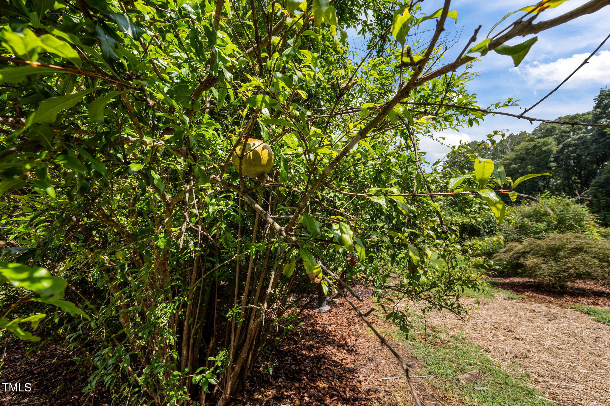 4811 New Sharon Church Road Hillsborough, NC 27278 - Photo 77 of 84 a view of a tree