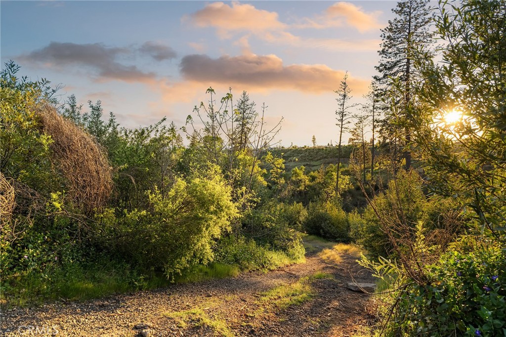 5399 Newland Road Paradise, CA 95969 - Photo 25 of 27 a view of a bunch of trees
