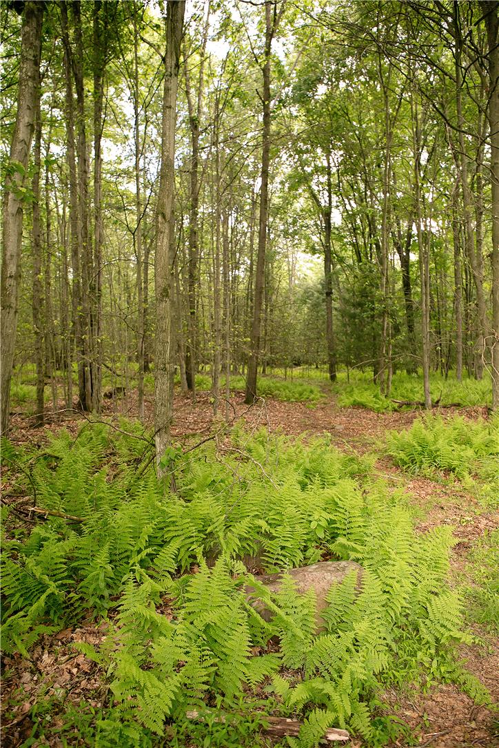 50 Anthony's Road White Haven, PA 18661 - Photo 56 of 57 a view of outdoor space with deck and tree