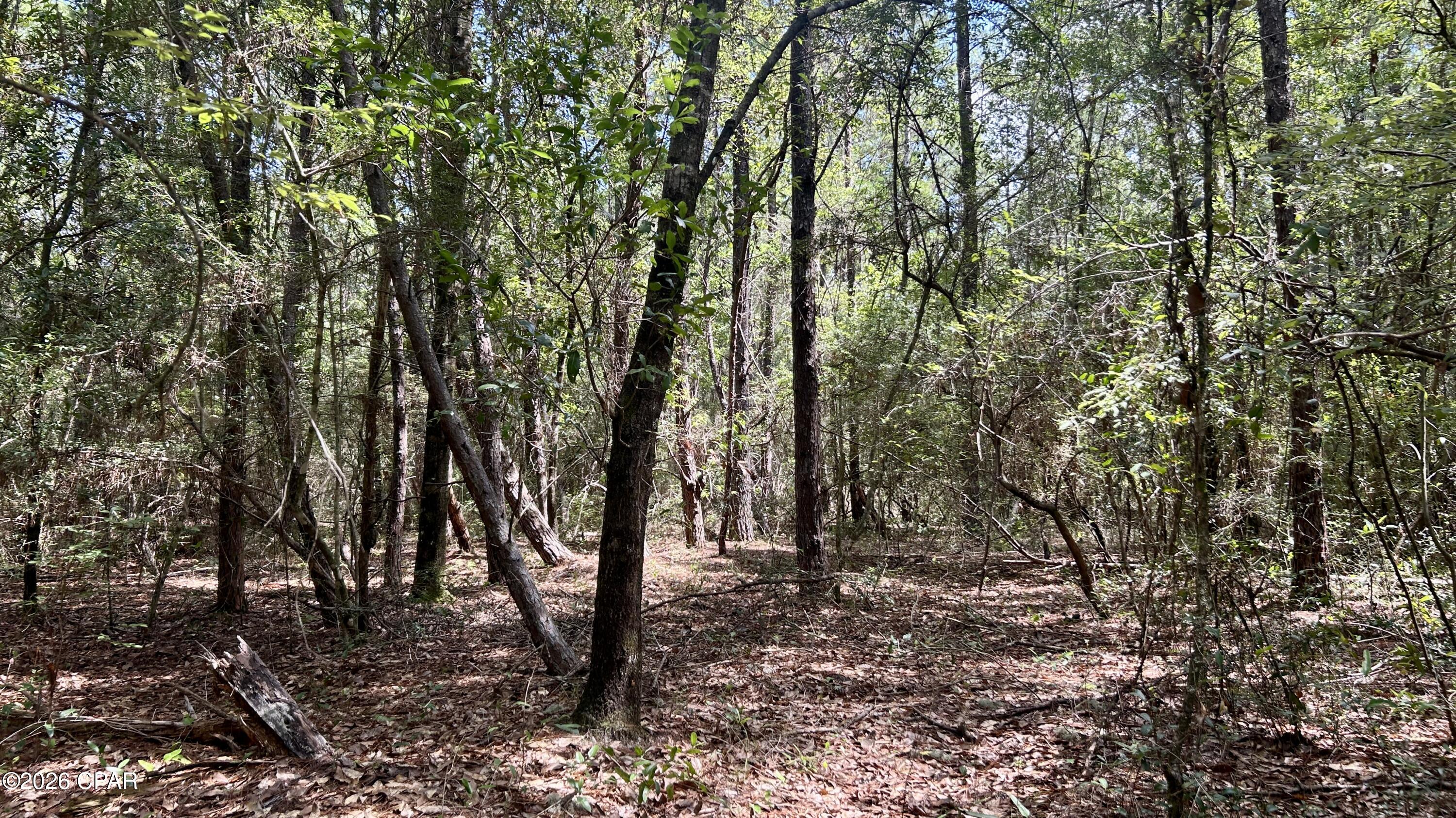 B Trawick Creek Road Holt, FL 32564 - Photo 17 of 27 Gallery Image 17