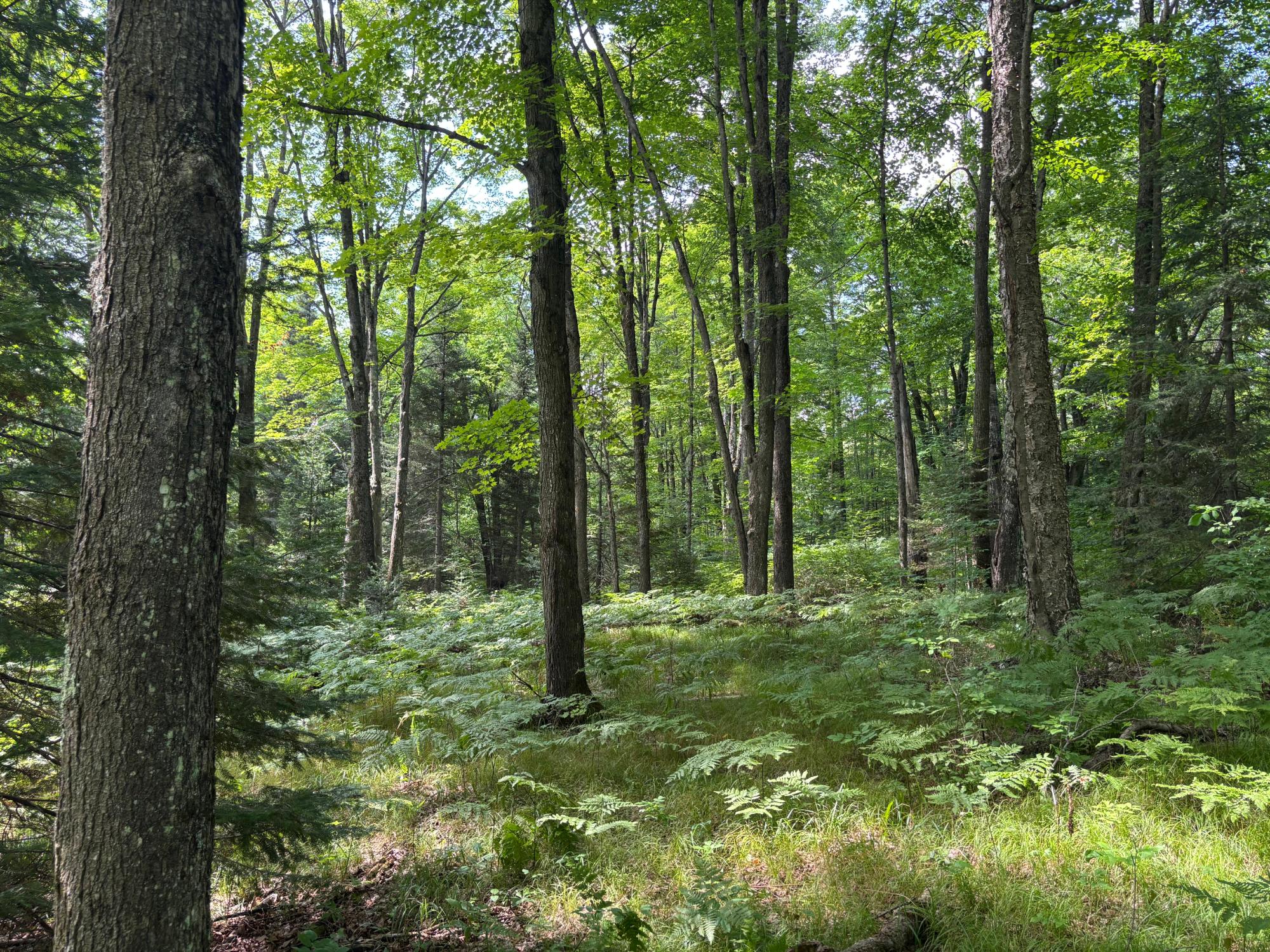 Lot 34 Nicolet Shores Road Phelps, WI 54554 - Photo 7 of 21 Gallery Image 7