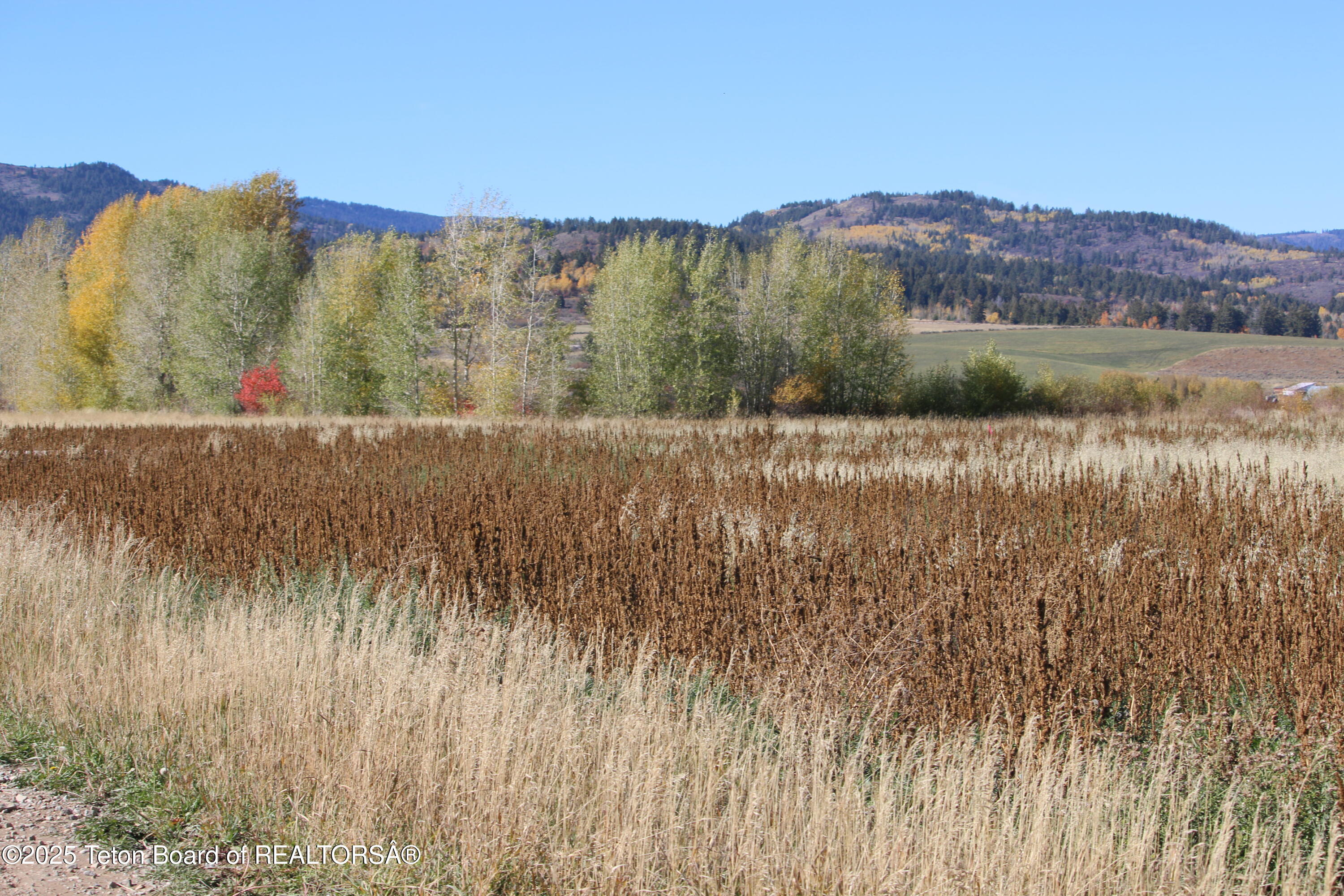 5000 South 5000 West Driggs, ID 83422 - Photo 5 of 23 IMG_3694