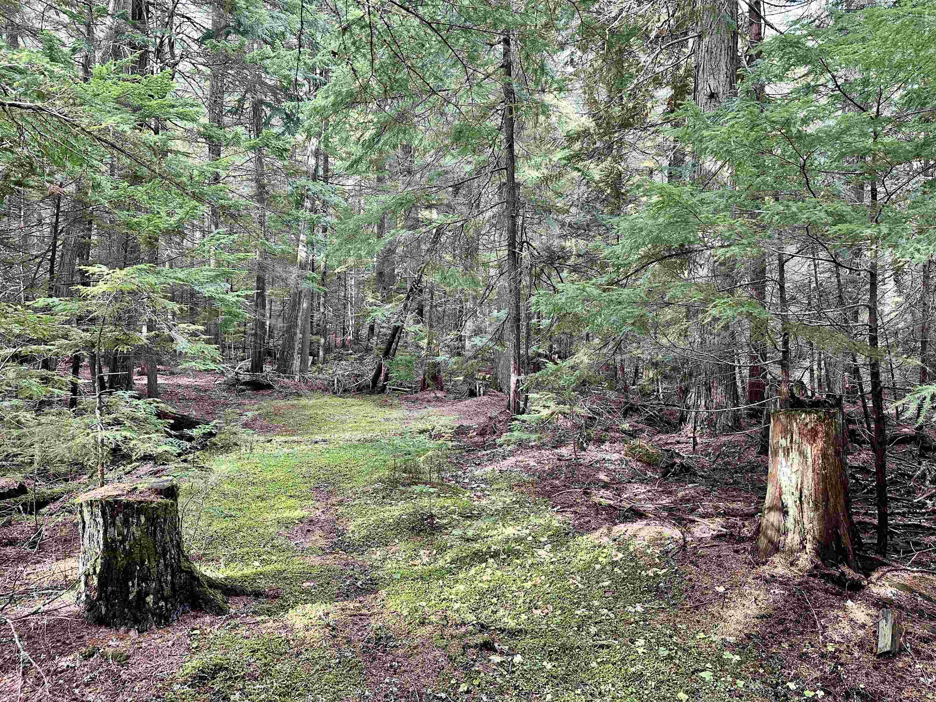 281 Four Dog Lane Cusick, WA 99119 - Photo 26 of 37