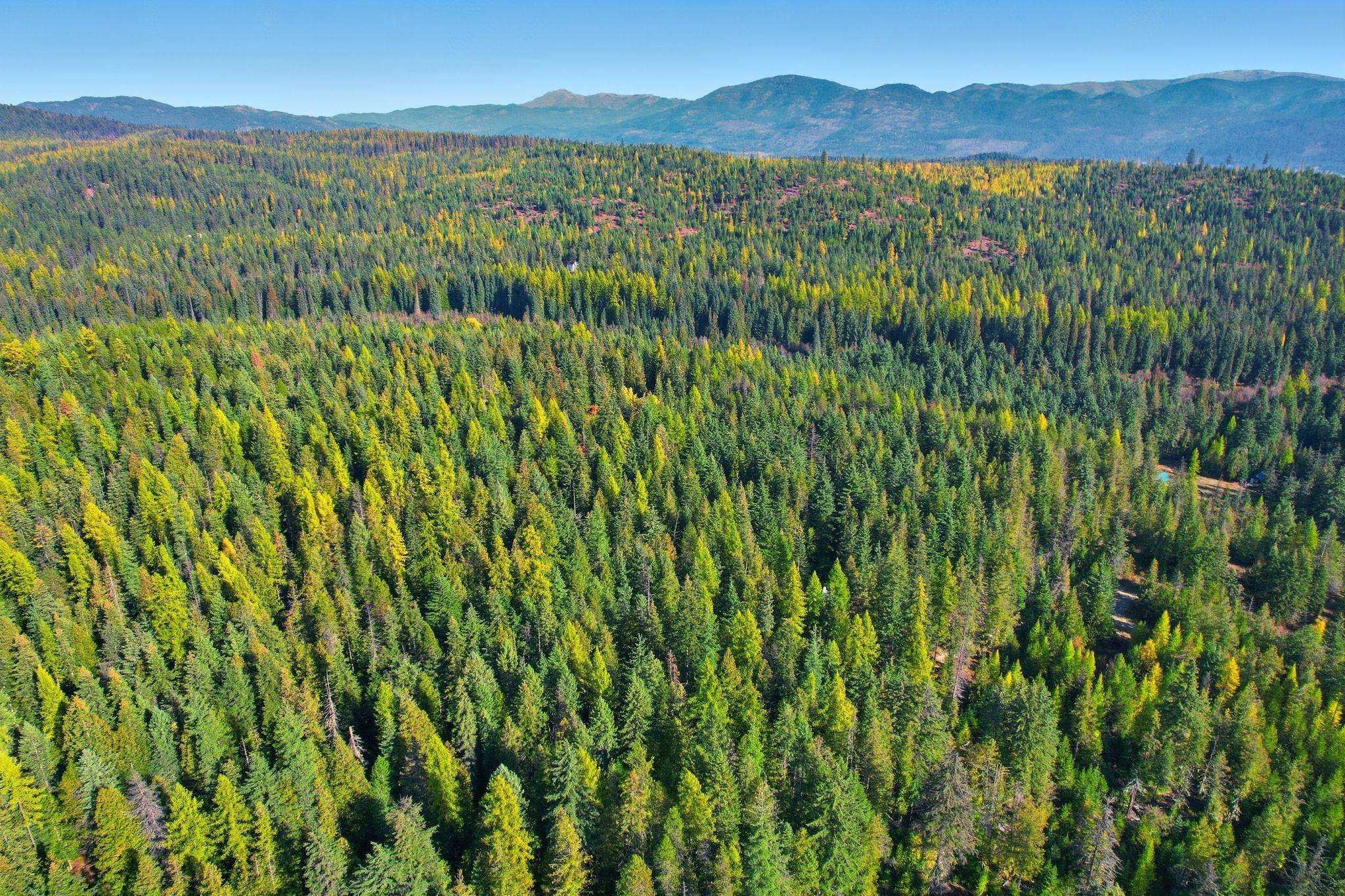 281 Four Dog Lane Cusick, WA 99119 - Photo 36 of 37