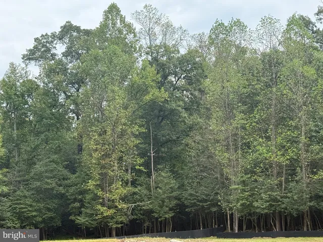 a view of a forest with a trees