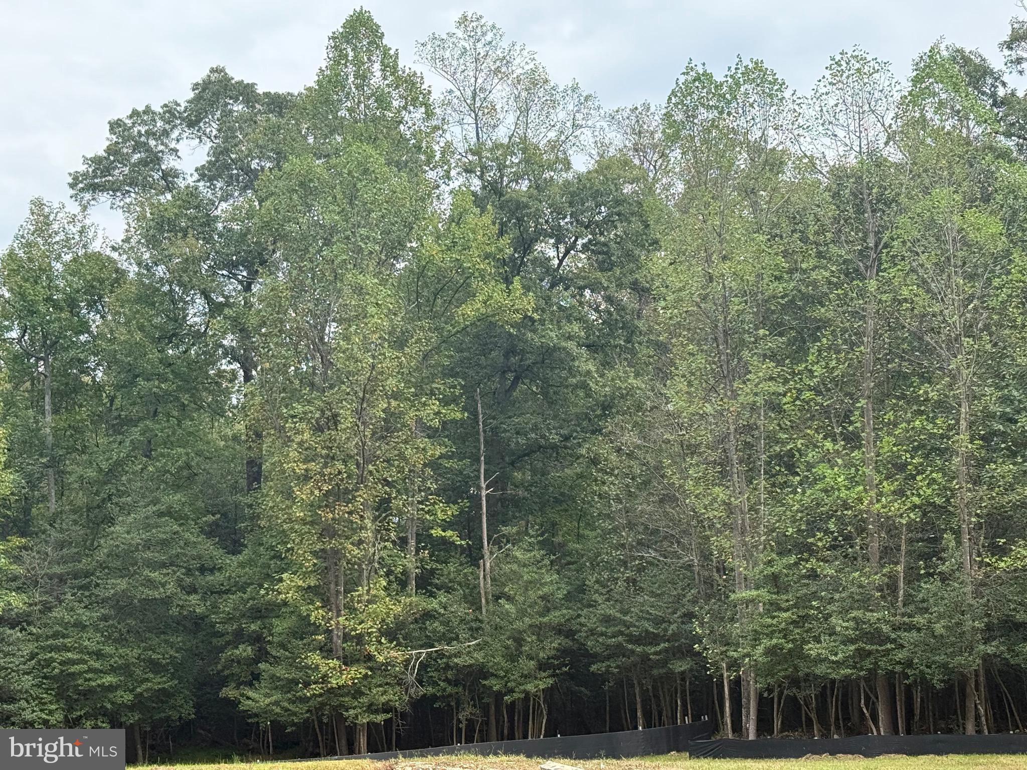 Old Indian Head Road Brandywine, MD 20613 - Photo 5 of 6 a view of a forest with a trees