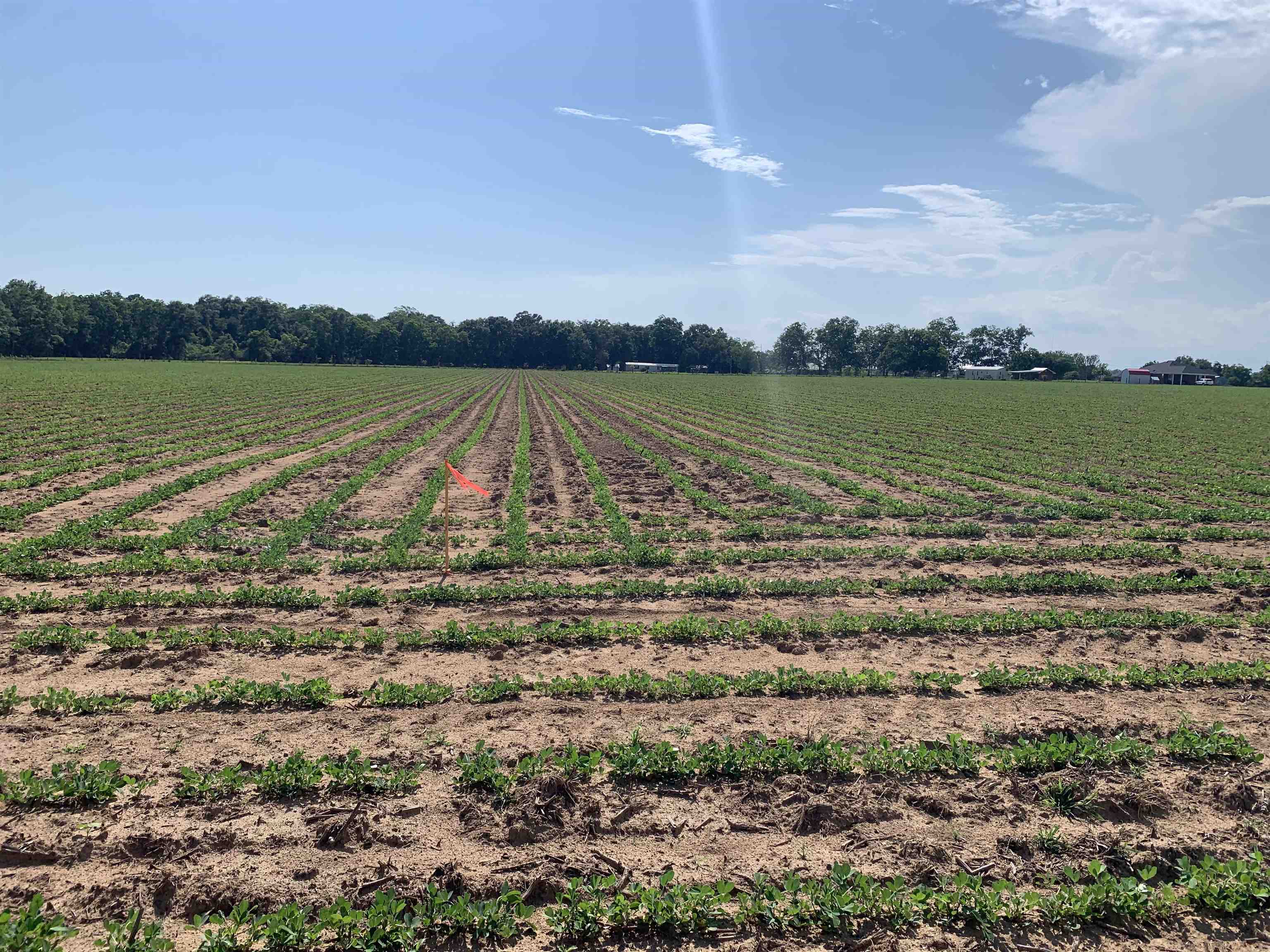Lot A West H Thompson Farm Road Loxley, AL 36551 - Photo 5 of 10