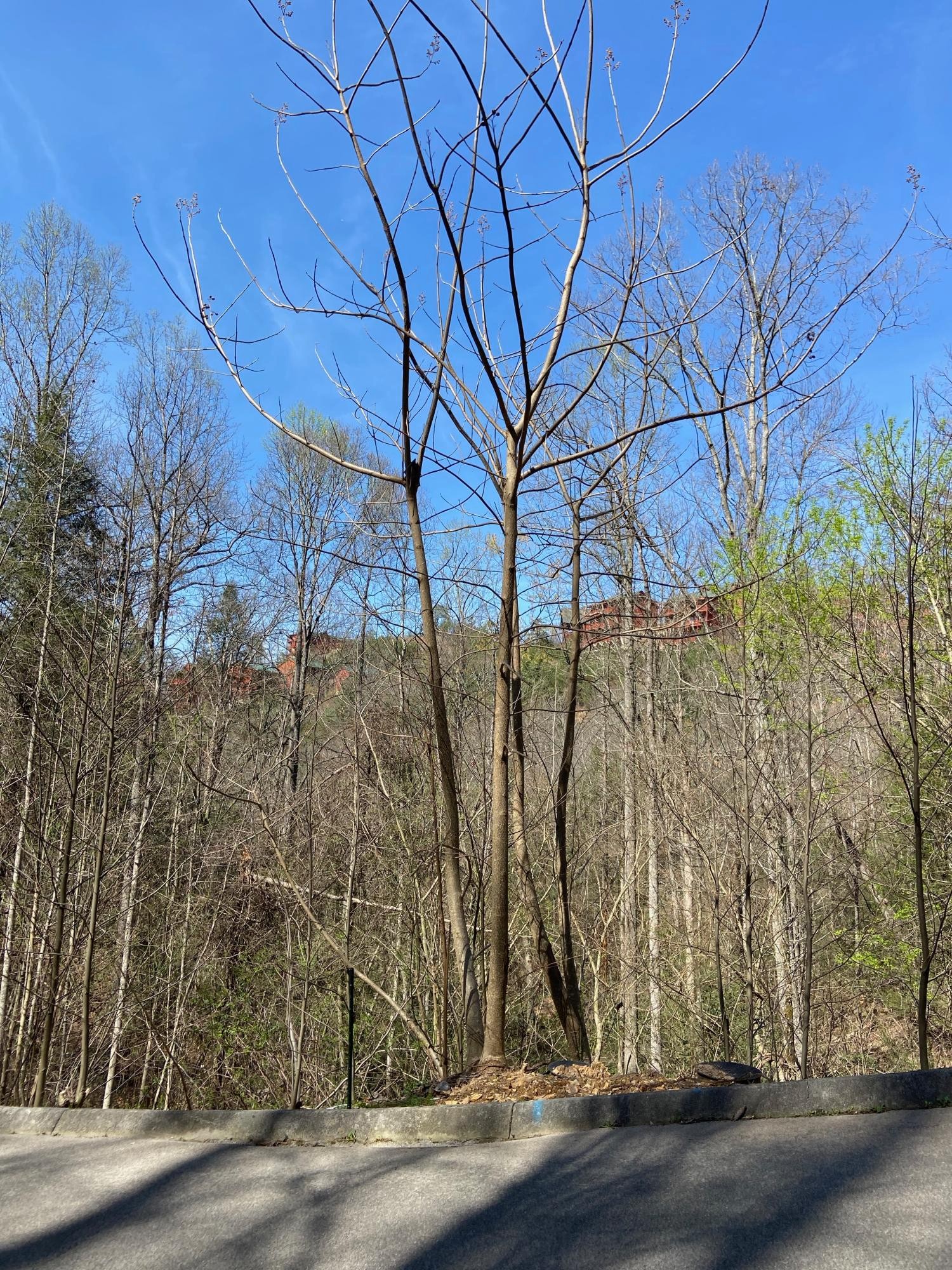 71 Smoky Ridge Way Sevierville, TN 37862 - Photo 2 of 12 a view of a backyard of the house