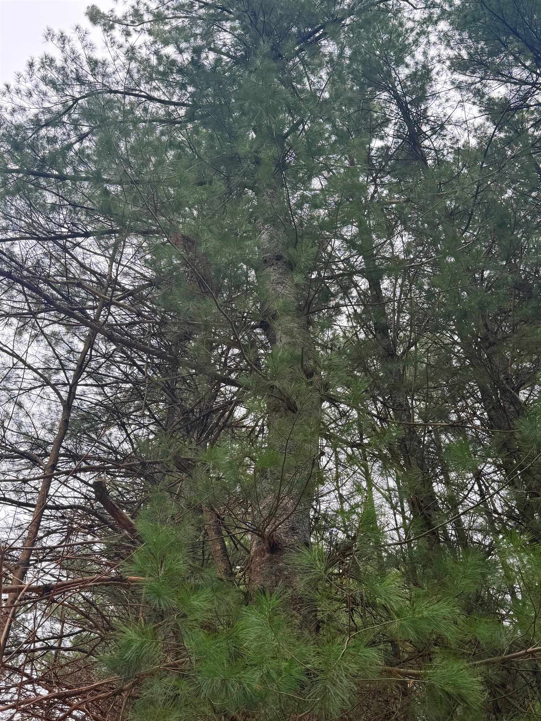 2 Woodland Trail, Unit PARCEL 2 Cedar, MI 49621 - Photo 10 of 19