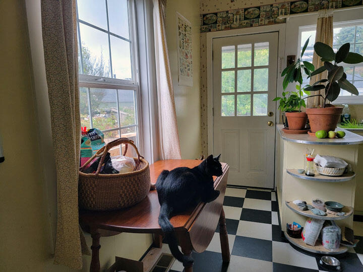 120 13th Street Arcata, CA 95521 - Photo 35 of 37 a living room with furniture and a potted plant